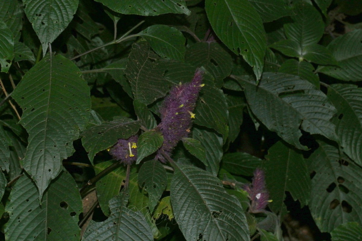 Gymnostachyum hirsutum T.Anderson